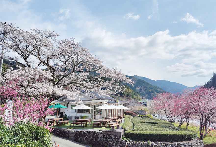 池川茶園 プレミアム茶畑プリン(かぶせ茶・ほうじ茶)セット 画像1