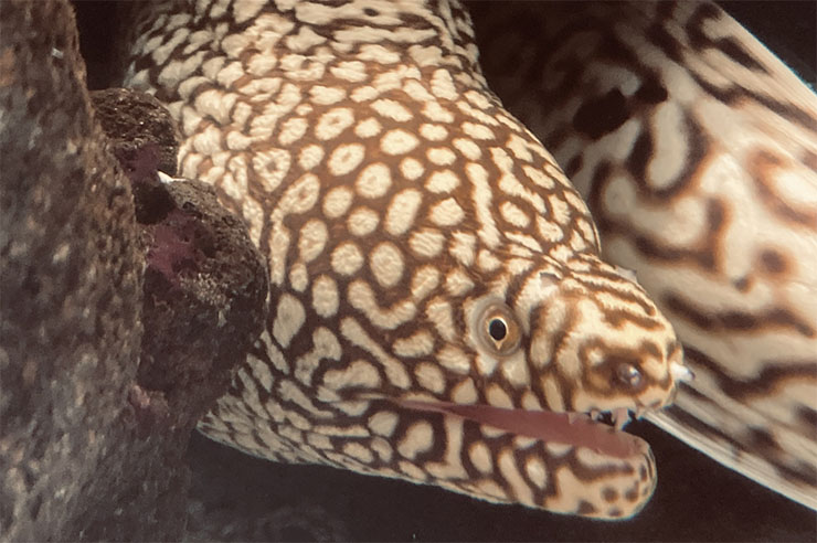 ウツボ
