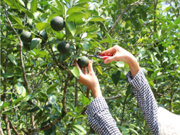 四万十ぶしゅかんとは