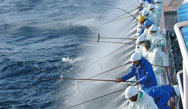 鰹の一本釣り