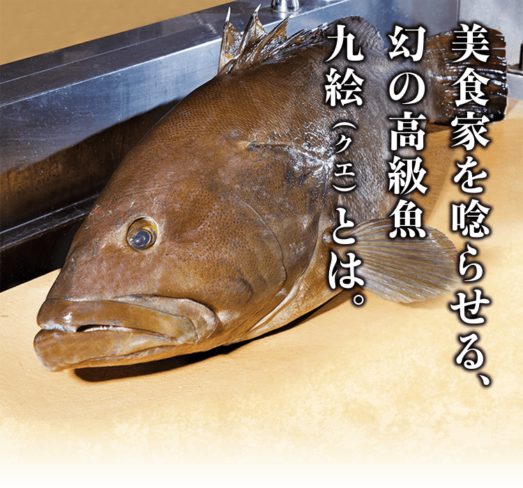 美食家を唸らせる、幻の高級魚クエ（くえ）とは。